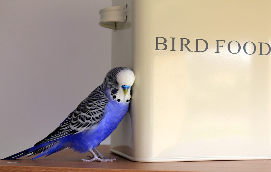 blue bird