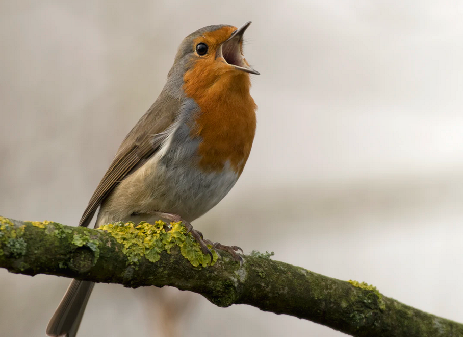 bird