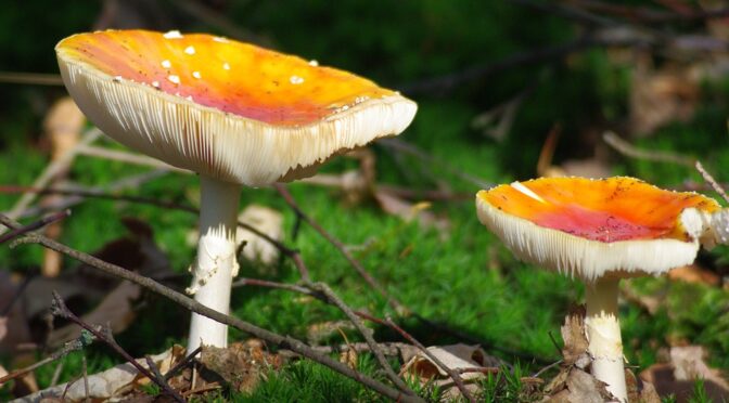 forest mushroom