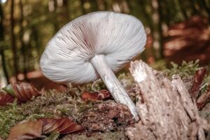 natural mushroom